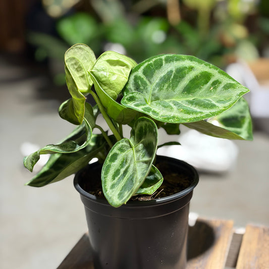 Anthurium Silver Blush