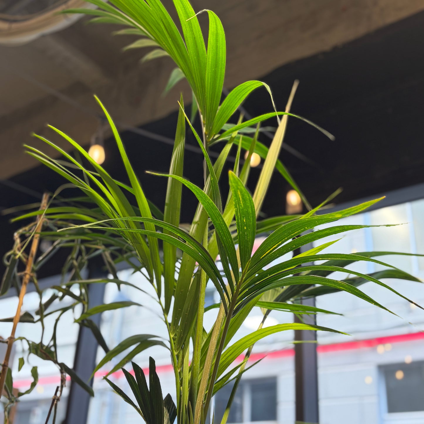 Kentia Palm - Large Indoor Plant