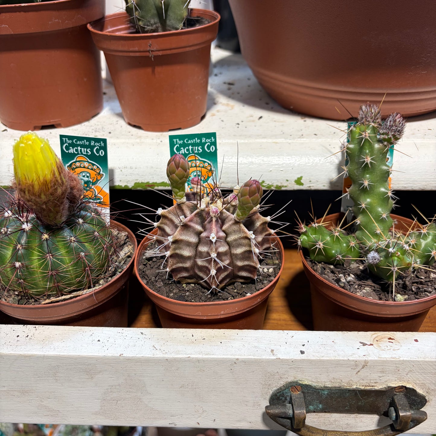 A Cactus Surprise - So Many Varieties!