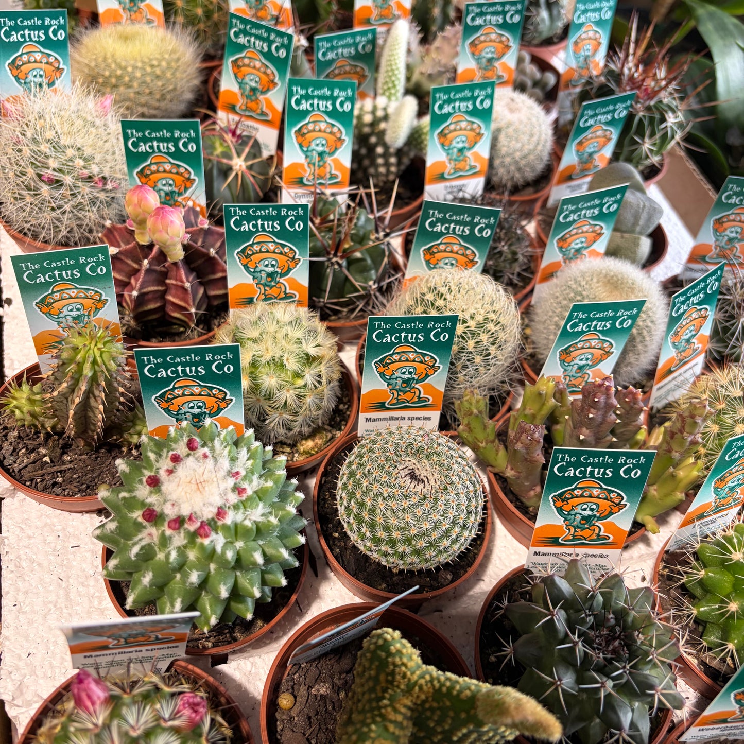 A Cactus Surprise - So Many Varieties!