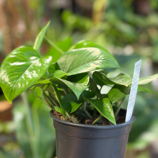 Epipremnum Green Pothos