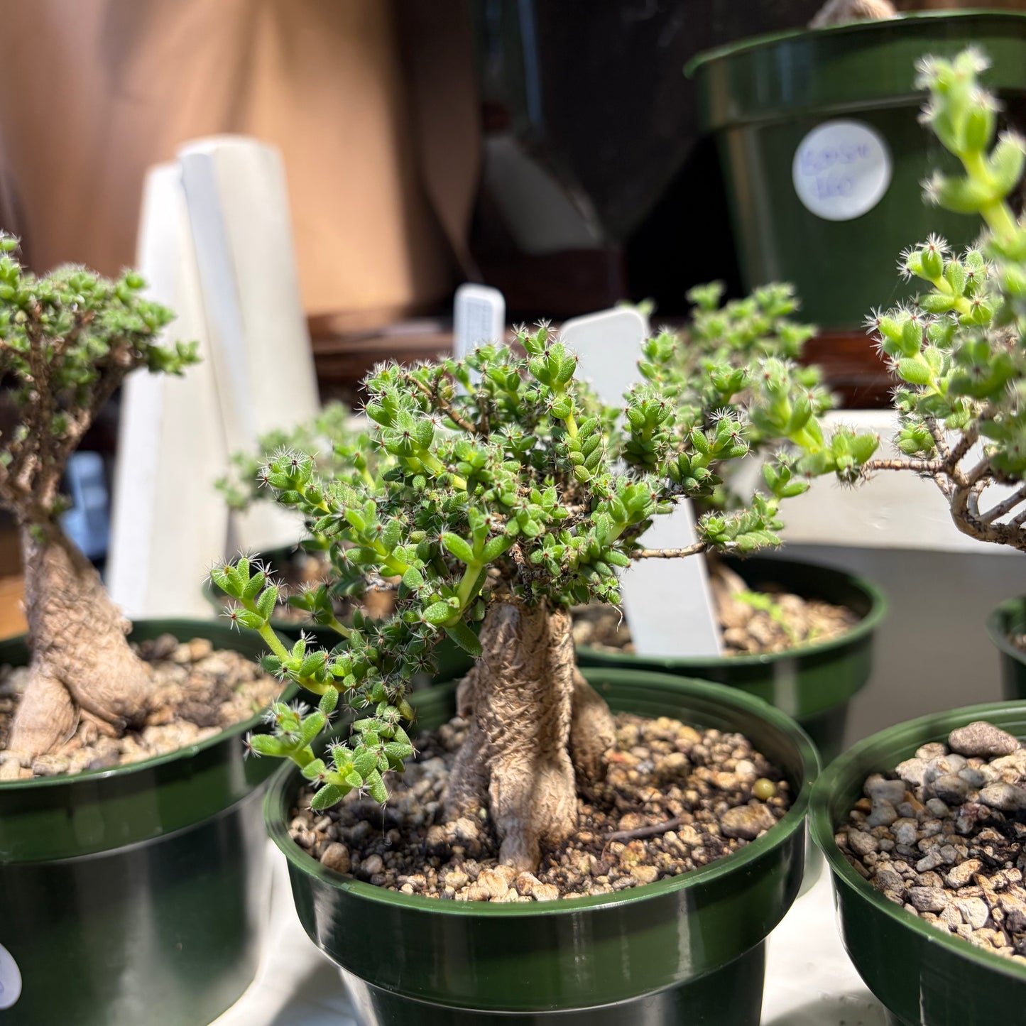 African Bonsai 9cm
