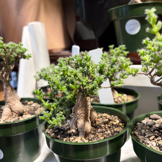 African Bonsai 9cm