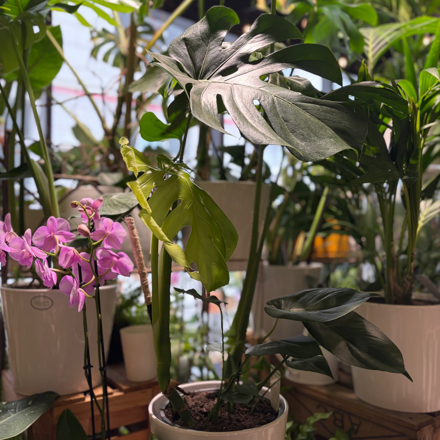 Monstera Deliciosa – Statement Plant NZ