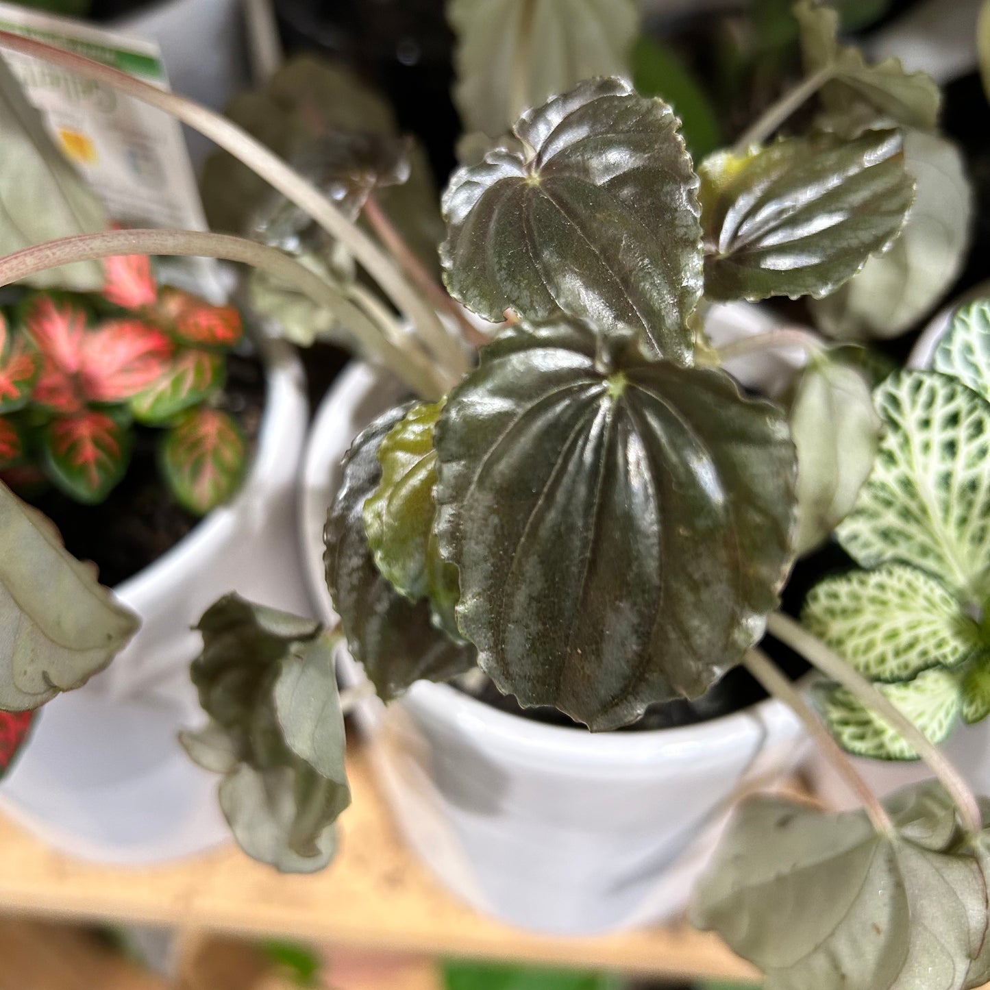 Desk Plant & Ceramic Pot