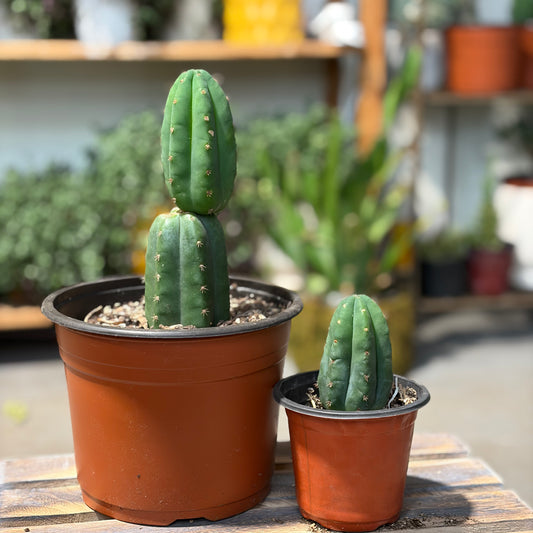 San Pedro Catus
