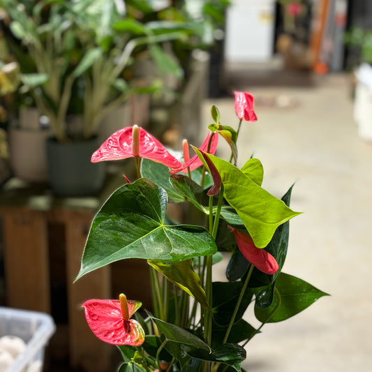Anthurium Lilli