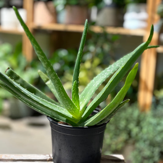 Aloe Vera