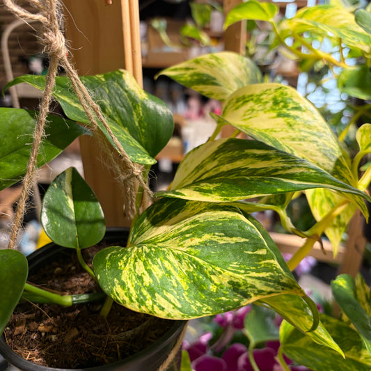Golden Pothos