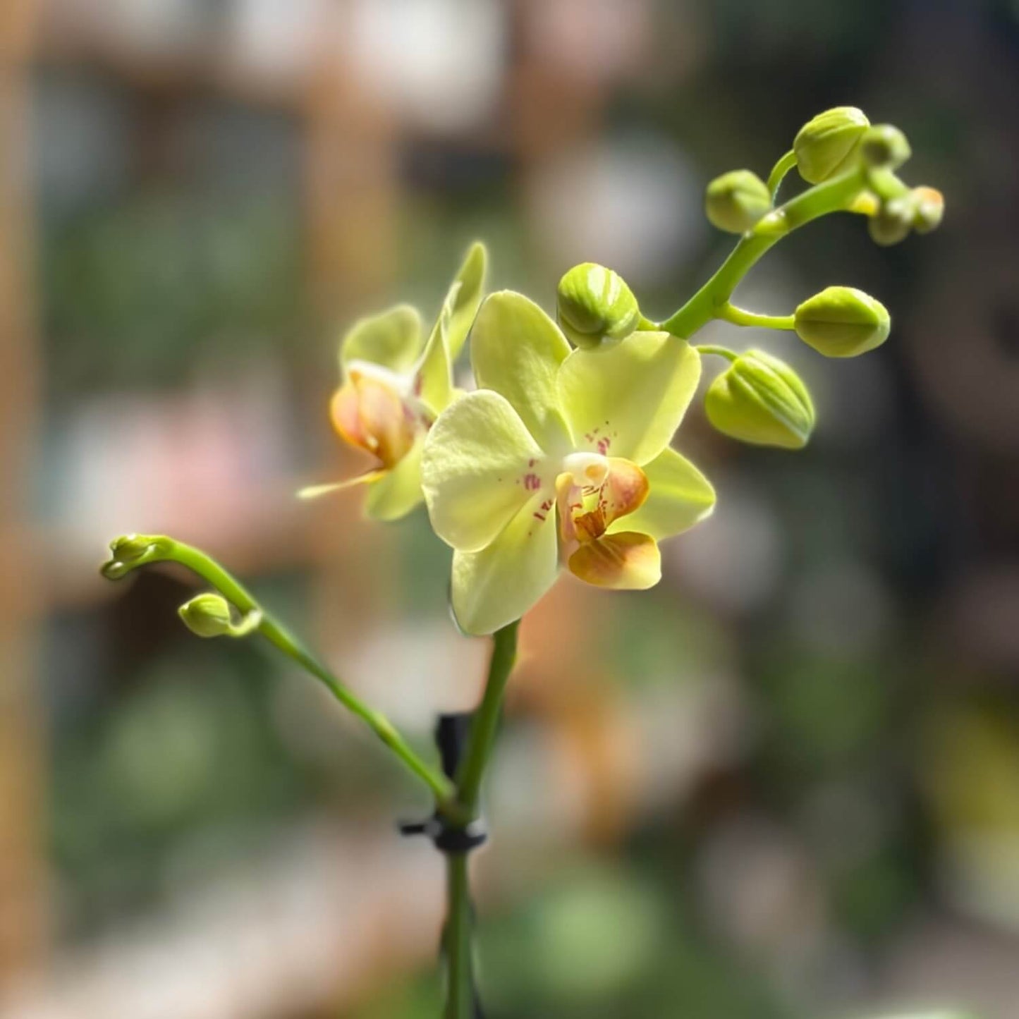 A variety of green Phalaenopsis orchid at city jungle