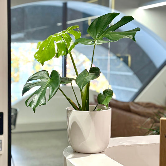Monstera Deliciosa – Swiss Cheese Plant NZ