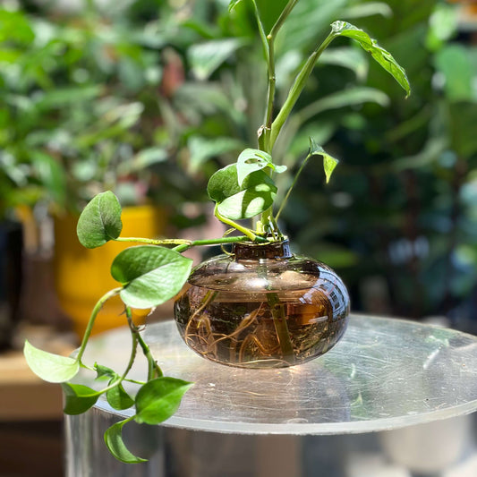 NED Glass Bud Vase – Brown Propagation Vase NZ