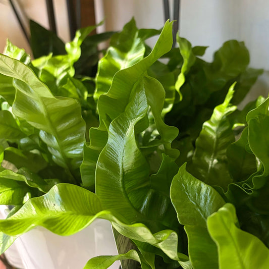 Asplenium Crispy Wave Plant - easy care plant