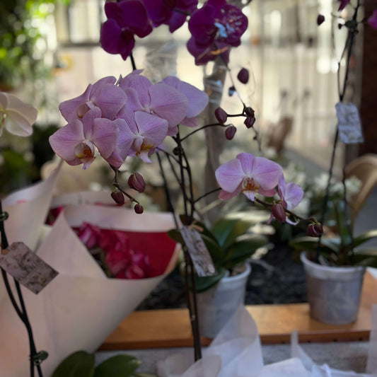 Extra Large Phalaenopsis Moth Orchid - A Beautiful Statement Plant