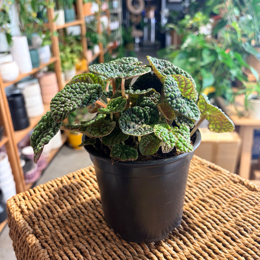 Peperomia Green Bubbles
