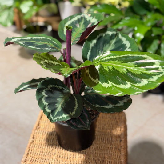 Calathea Medallion