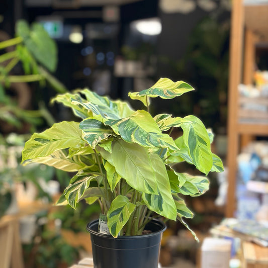 Calathea Yellow Fusion