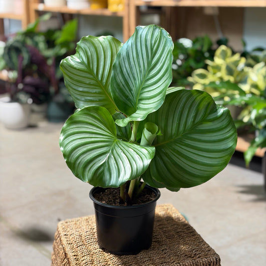 Calathea Orbifolia