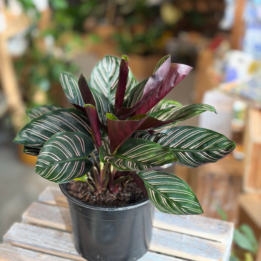 Calathea Pinstripe