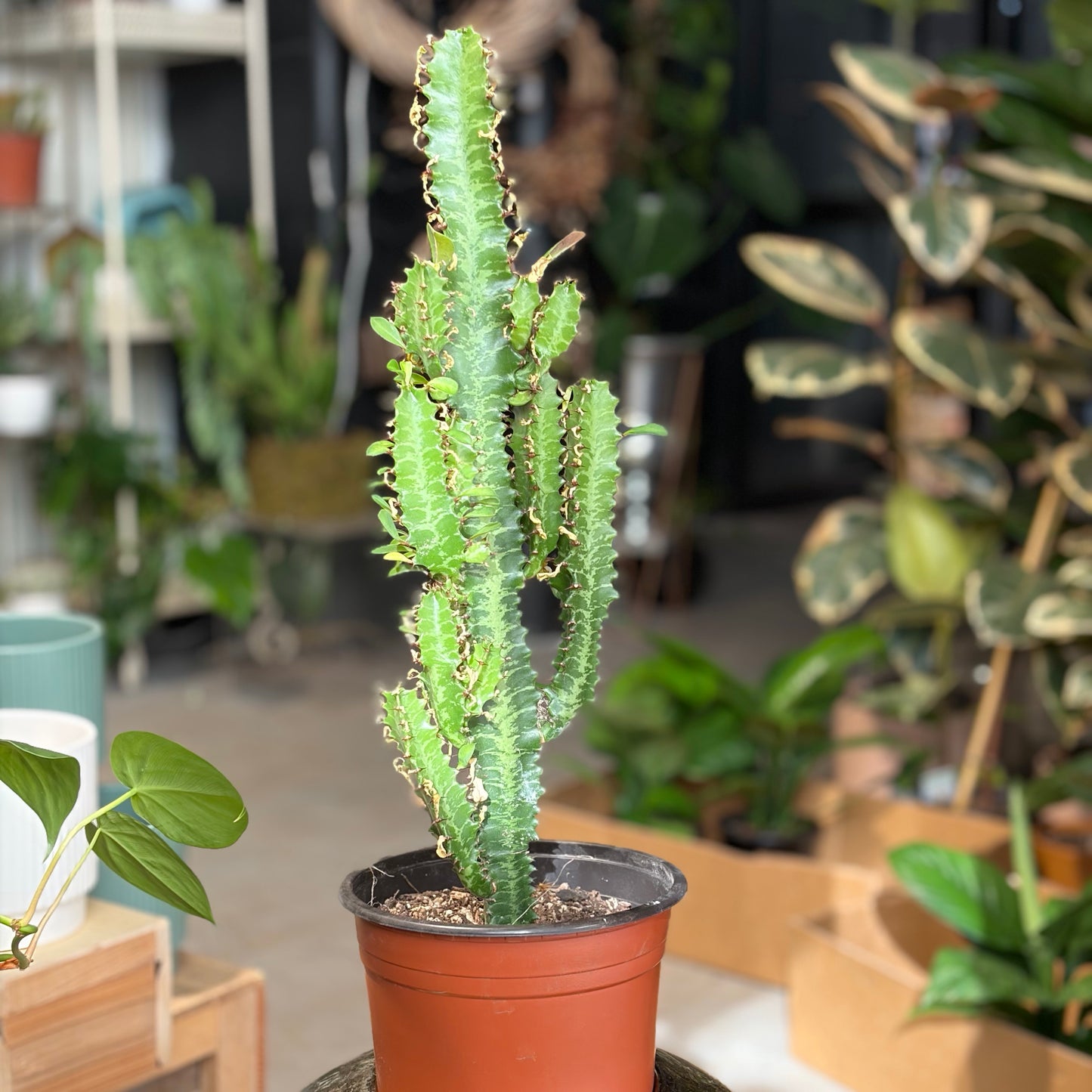 African Milk Tree Cactus