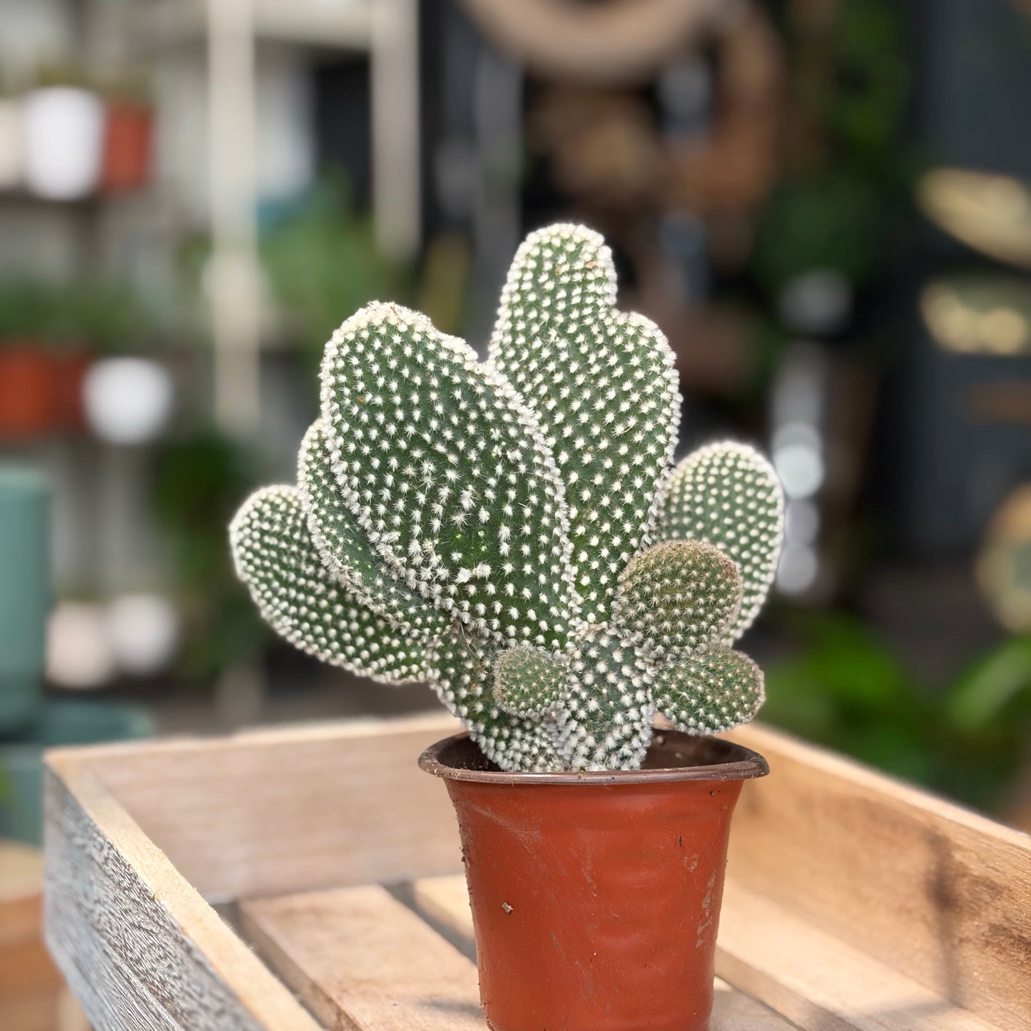 White Bunny Ear Cactus