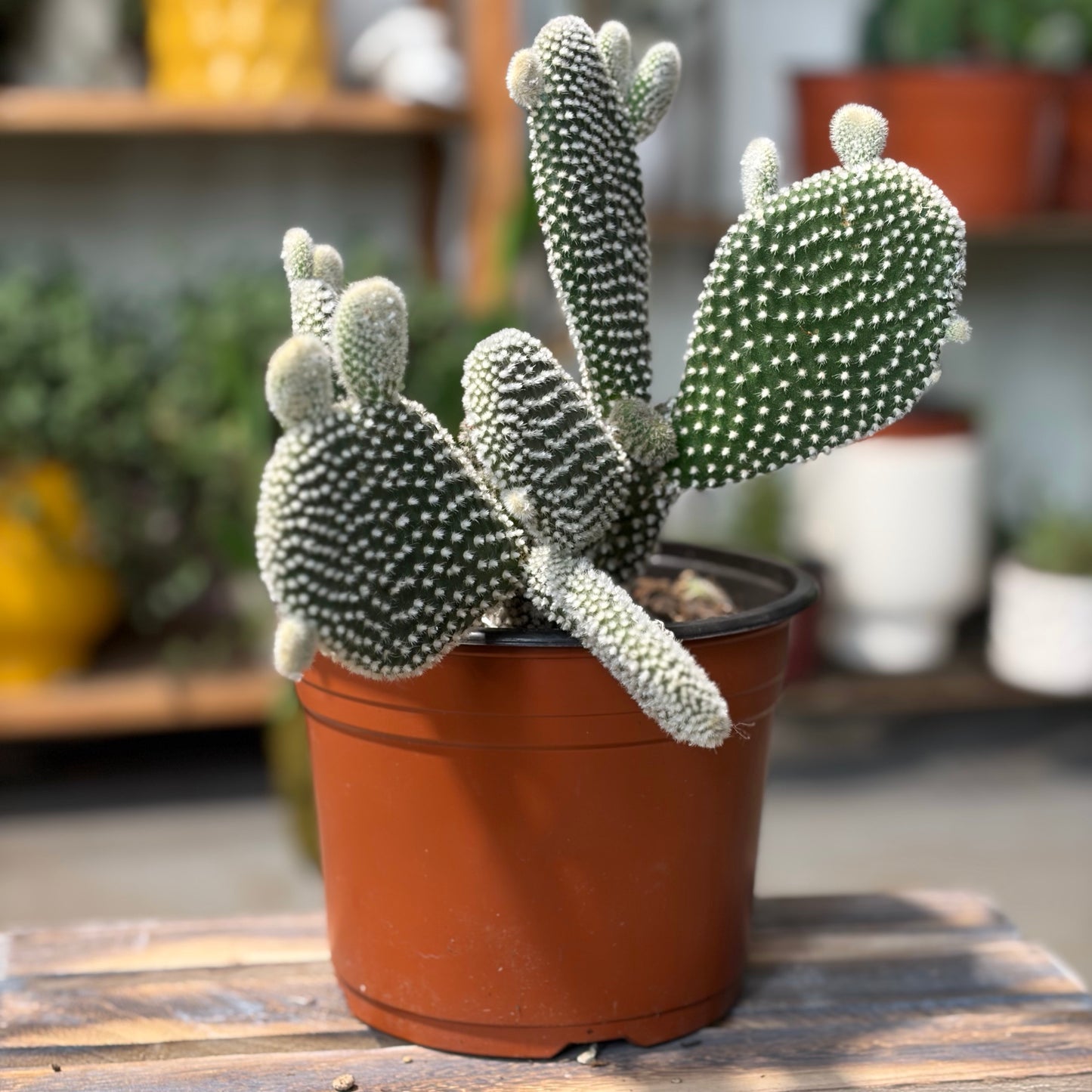 White Bunny Ear Cactus