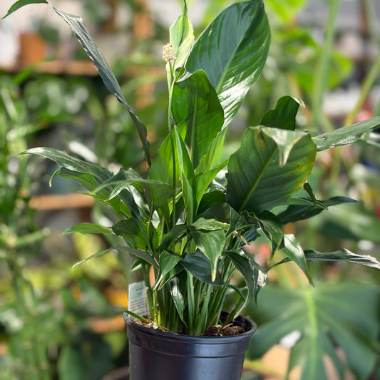 Peace lily