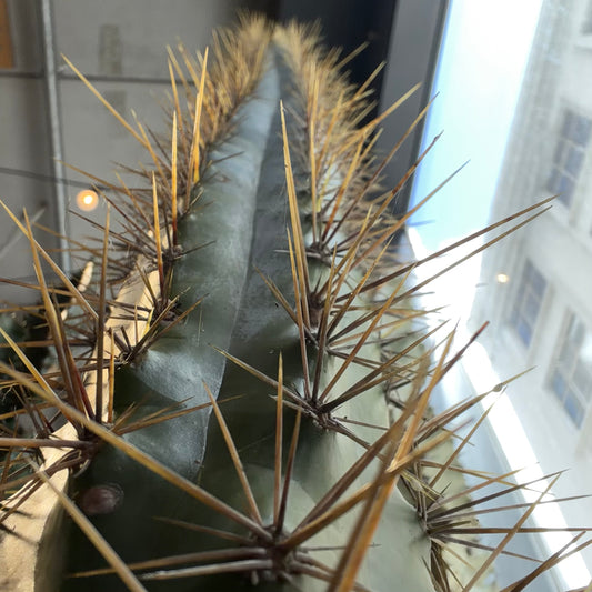 Blue Brazilian Columnar Cactus 35cm