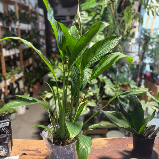 Spathiphyllum Peace Lily 17cm