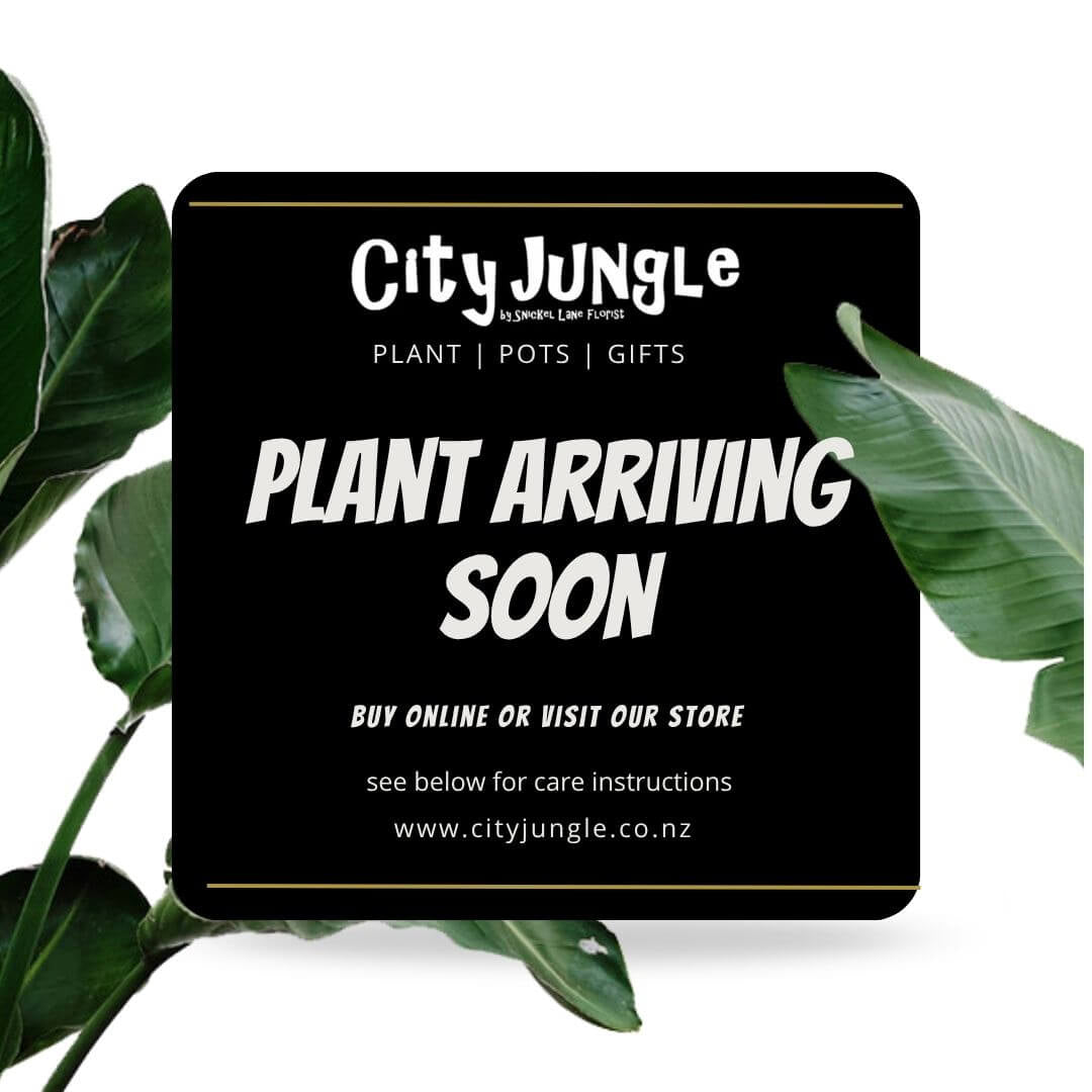 Indoor plant arrive soon to City Jungle NZ