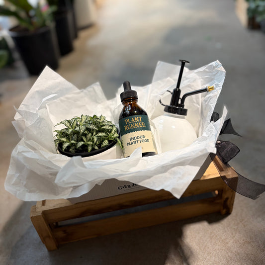 Indoor Plant Starter Package