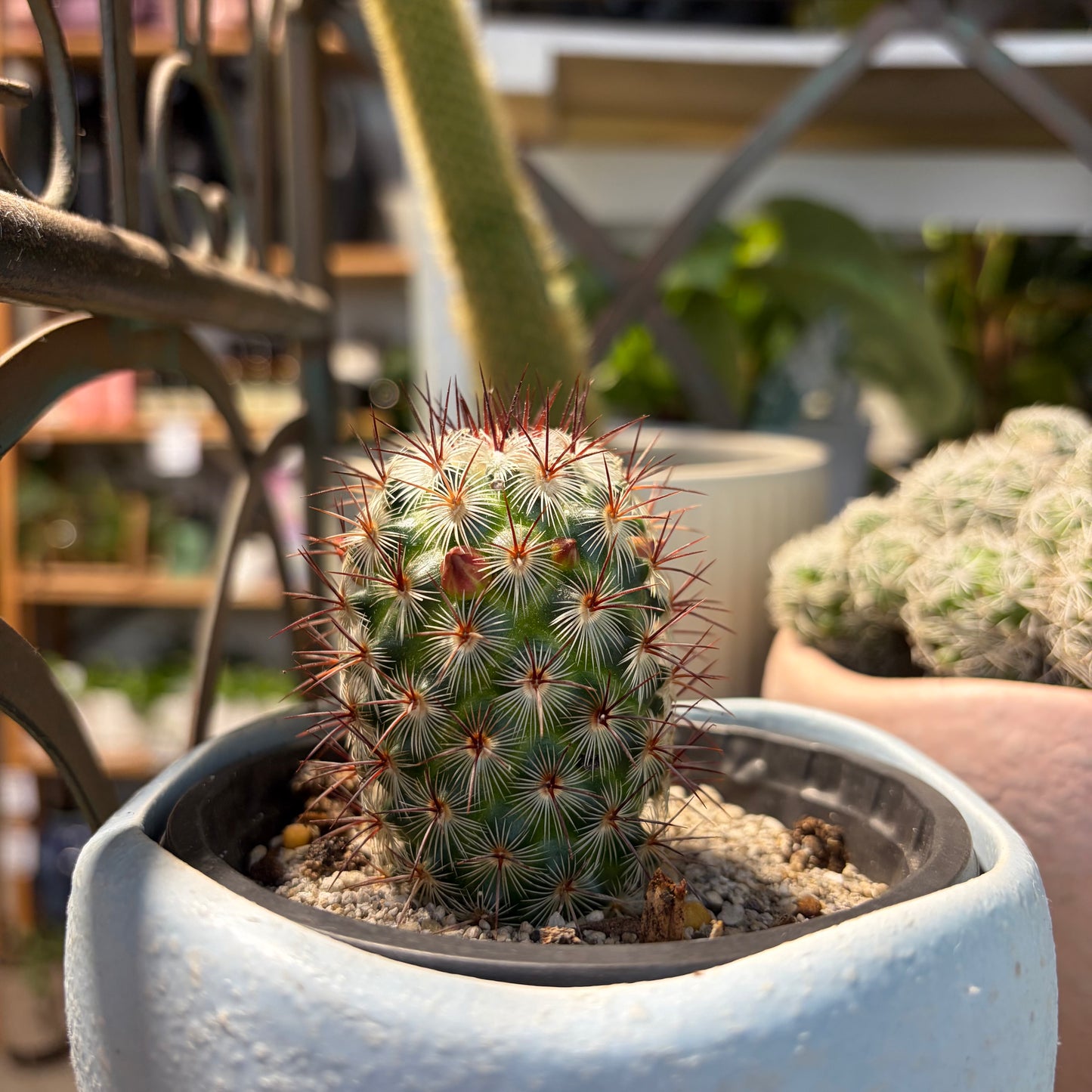A small green cactus with red-tipped spines planted in a light blue ceramic pot, photographed in a real indoor garden or nursery setting with other plants and furniture blurred in the background.