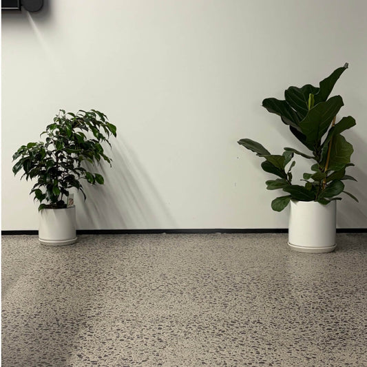 Conference Room Plants nz