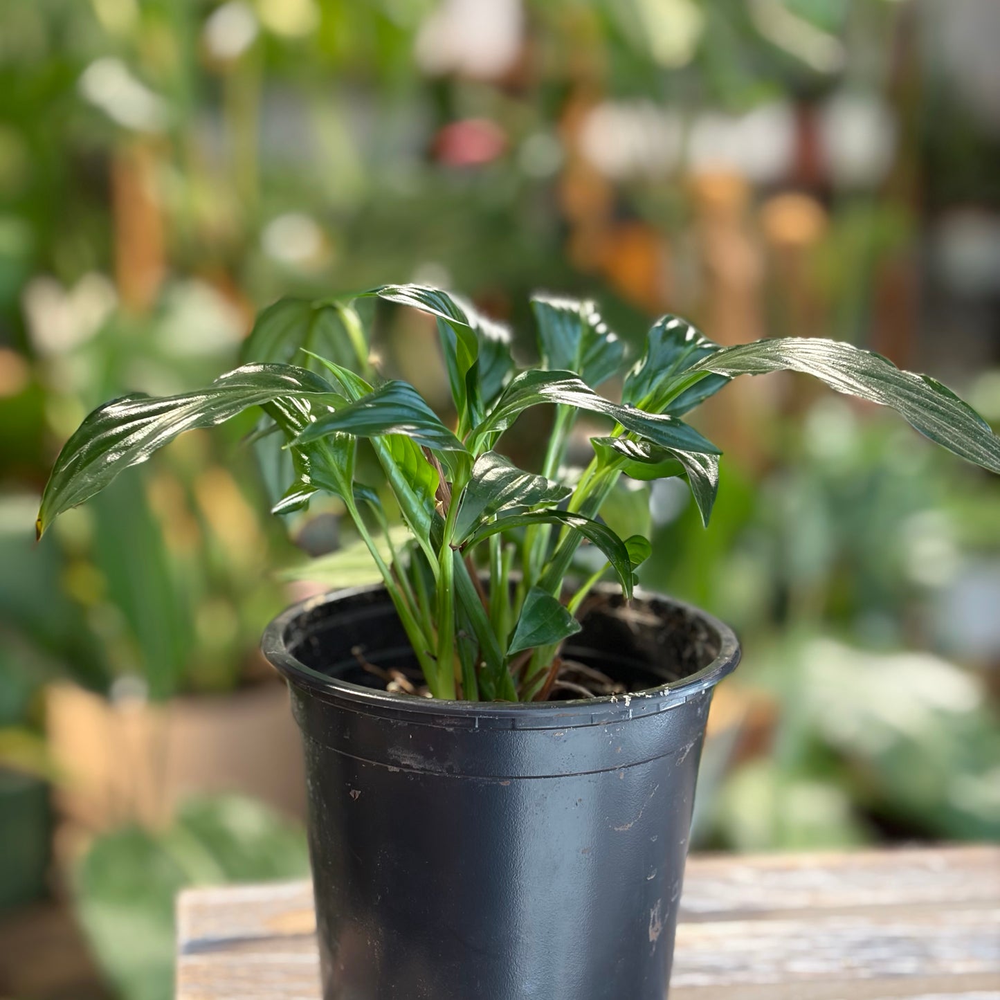 12cm Peace Lily Indoor Plant Auckland 