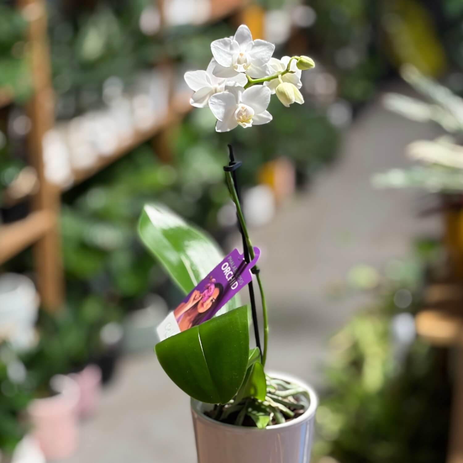 office indoor plant Phalaenopsis orchid 
