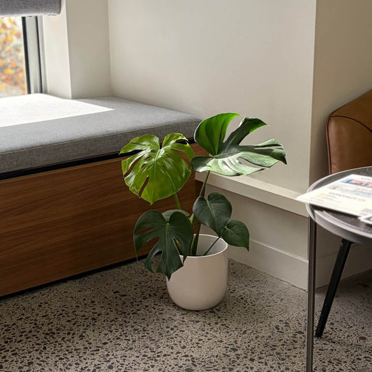 Monstera Indoor Plant NZ