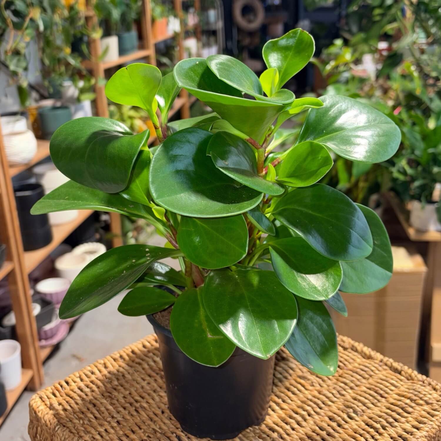 Easy Care non toxic plant nz Peperomia Green