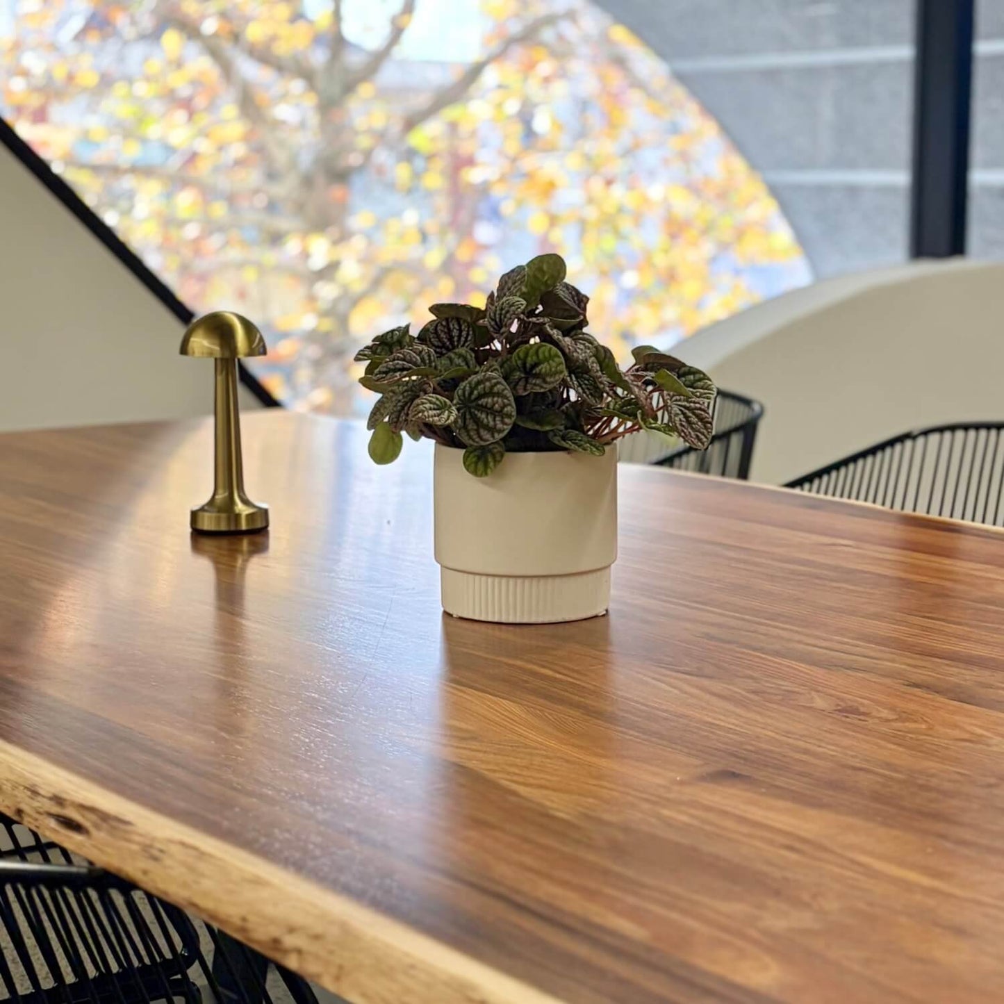 Peperomia Indoor Plant NZ