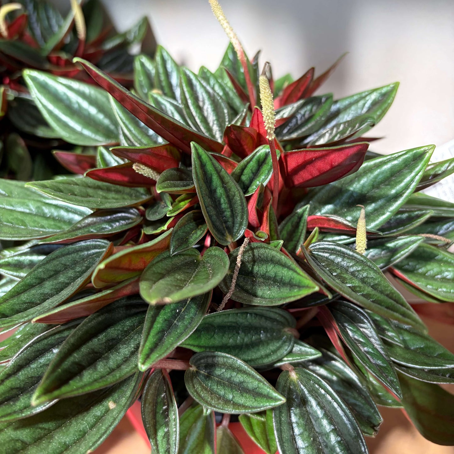 Peperomia Rosso Indoor Plant - Tolerates Low Light