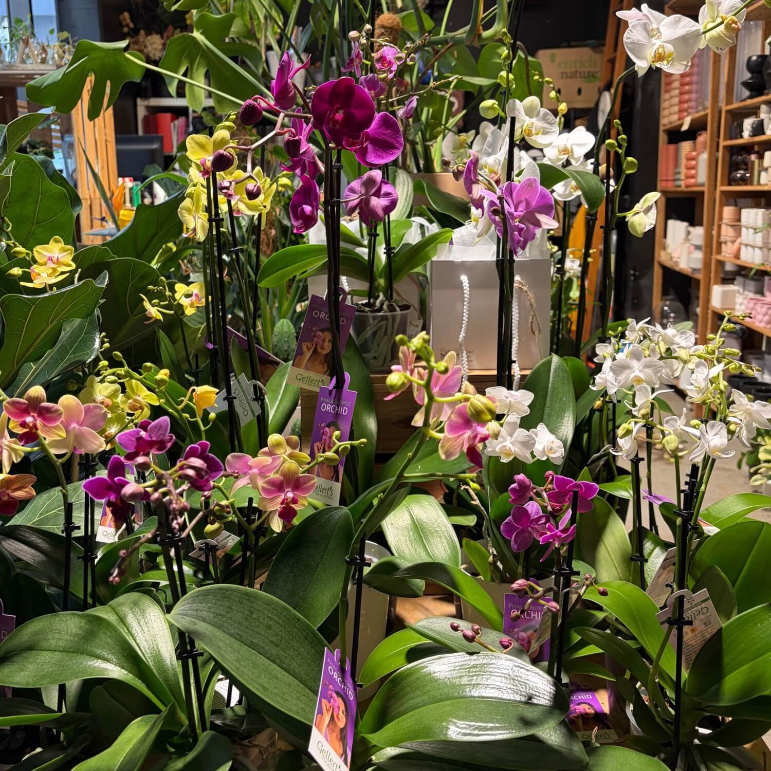 Mini and Large Phalaenopsis orchid Auckland 