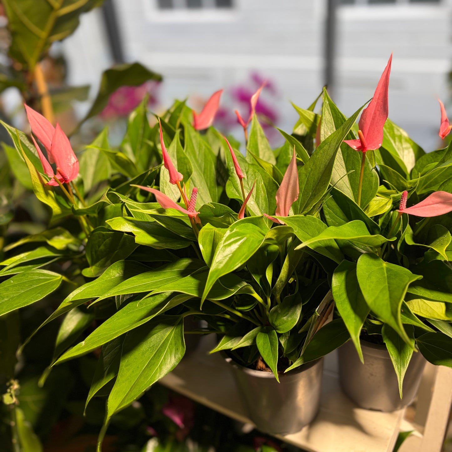 Standard Anthurium Plant - Vibrant colours