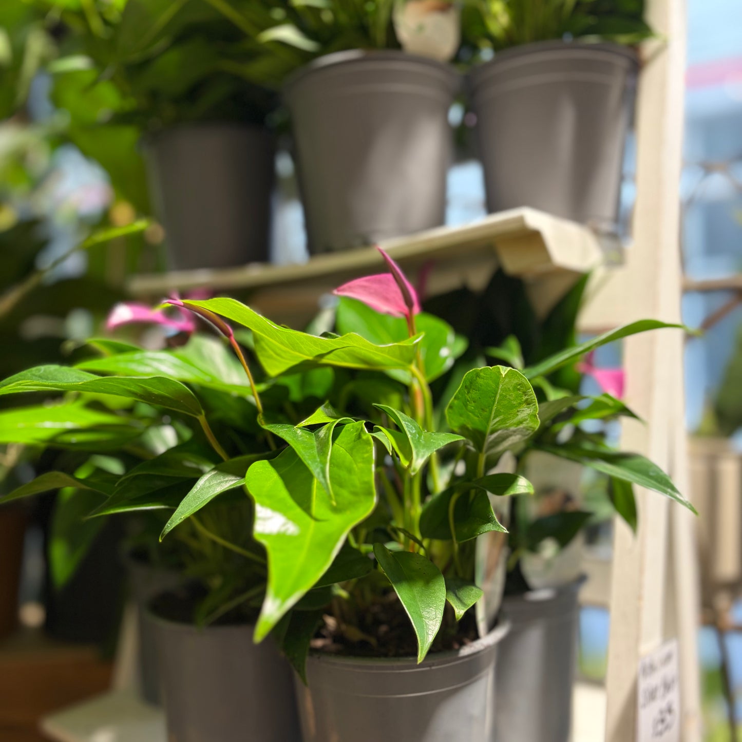 Standard Anthurium Plant - Vibrant colours