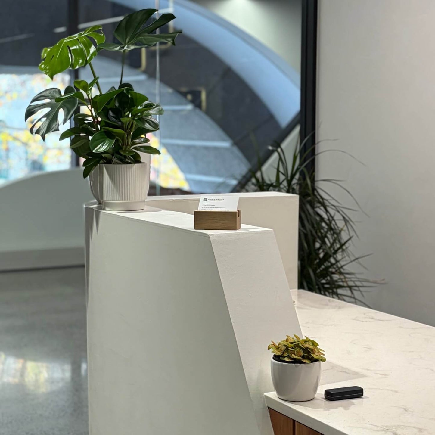 Reception indoor plants nz