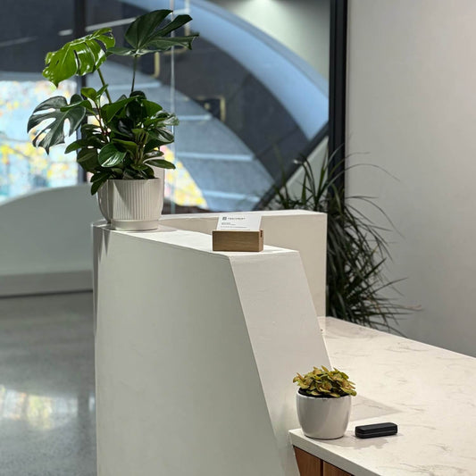 Reception indoor plants nz