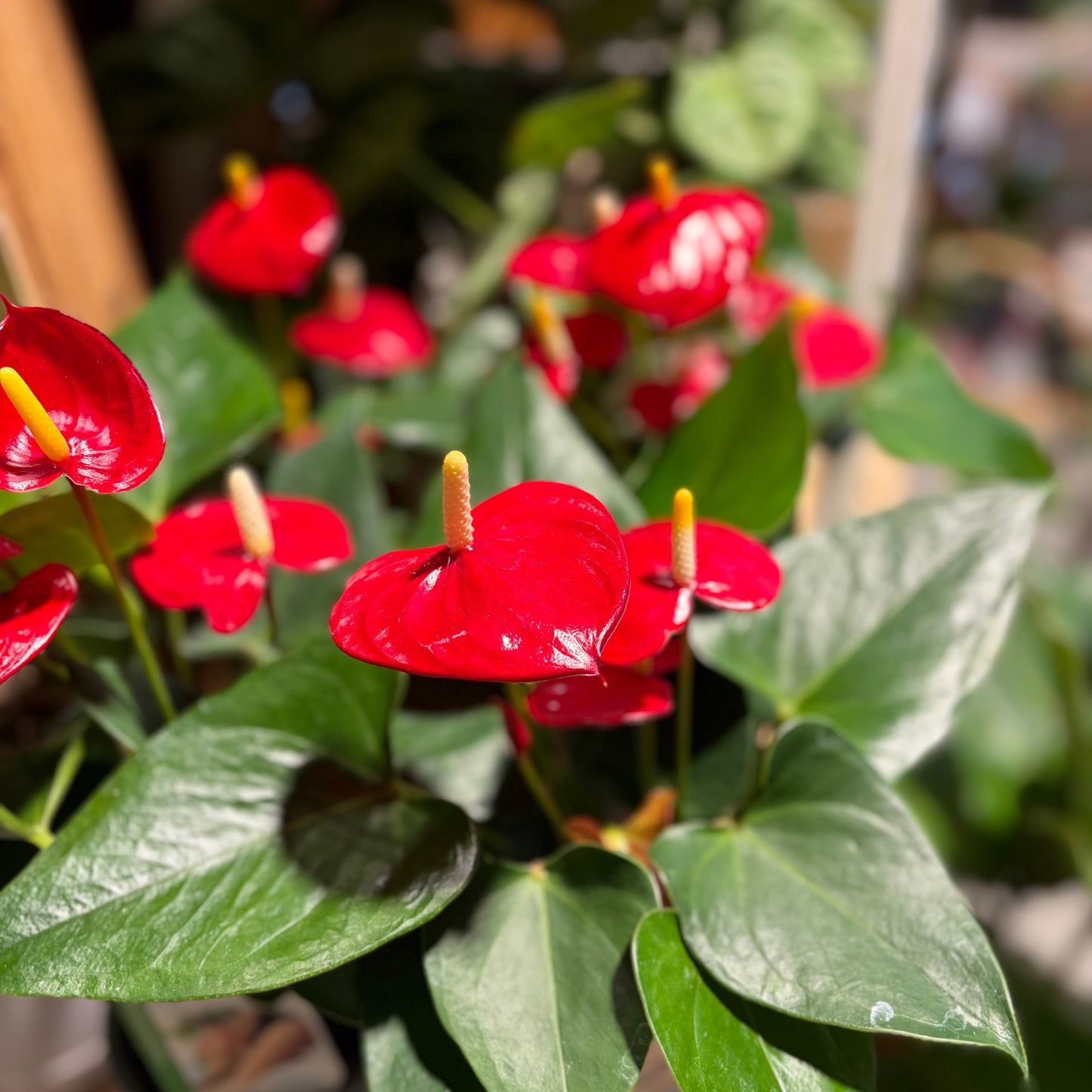 Standard Anthurium Plant - Vibrant colours