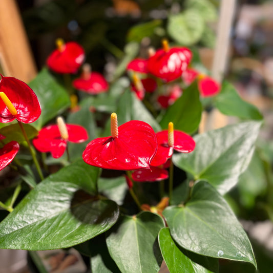 Standard Anthurium Plant - Vibrant colours