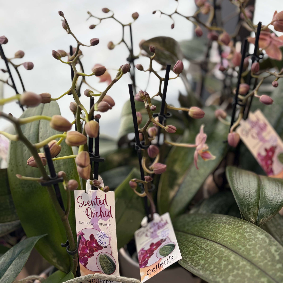 Scented orchid plants with green leaves and clusters of pale pink buds with a pot.