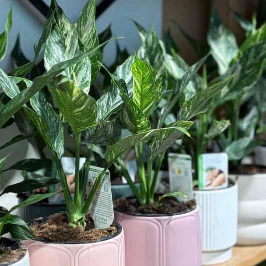 Variegated Peace Lily NZ 