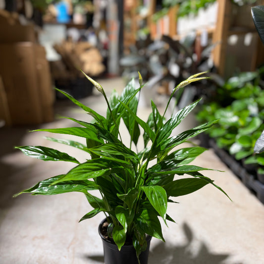 Spathiphyllum Sunshine Girl