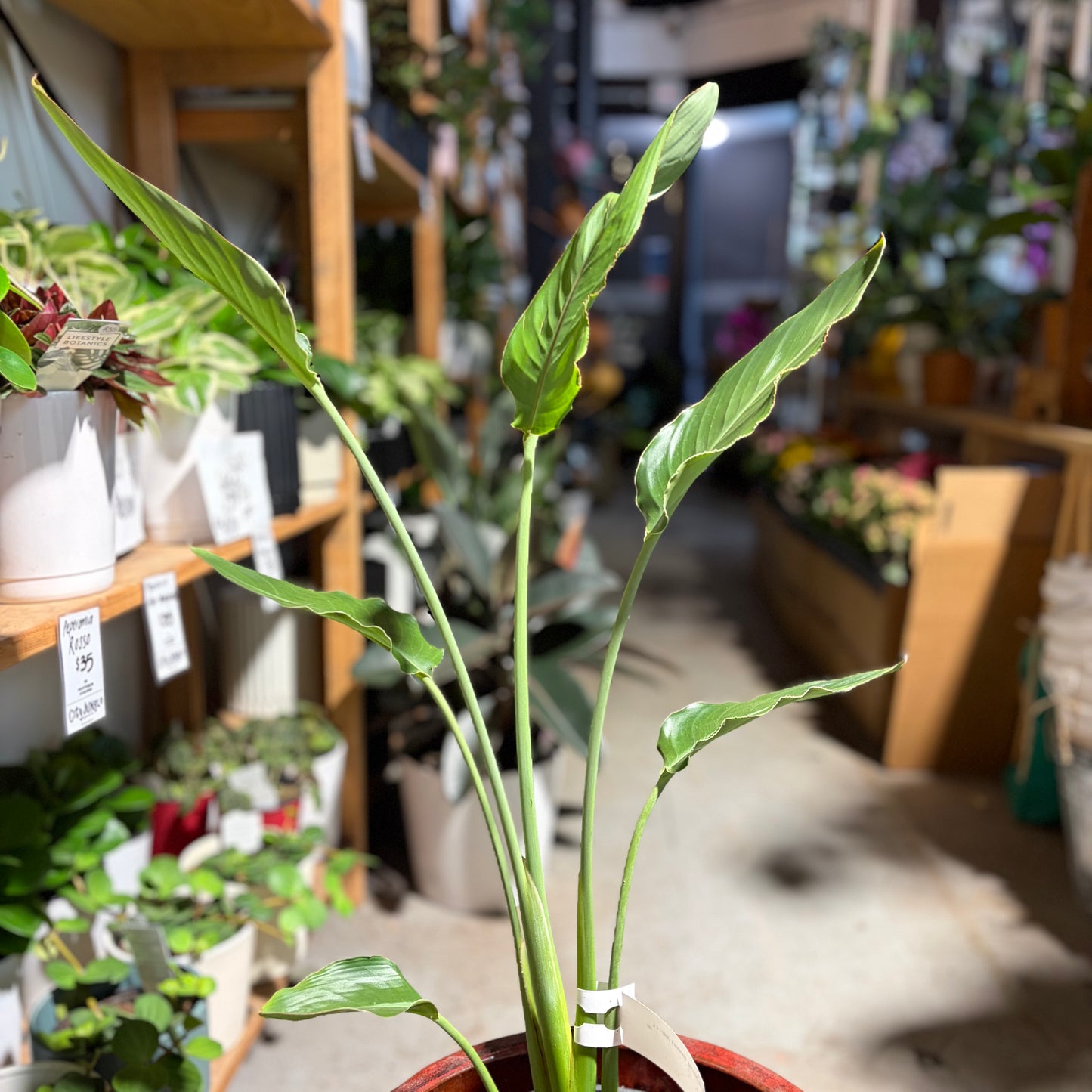 Strelitzia Bird of Paradise - Mandela’s Gold 21cm